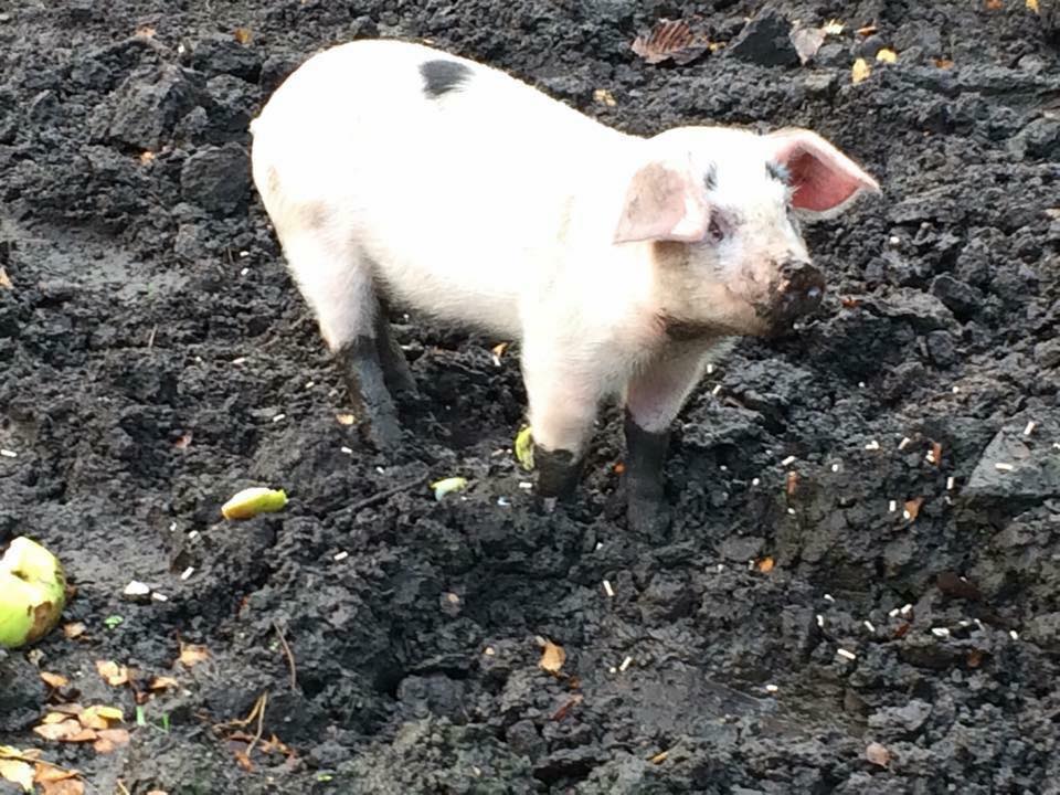 Gloucester-Old-Spot-piglet