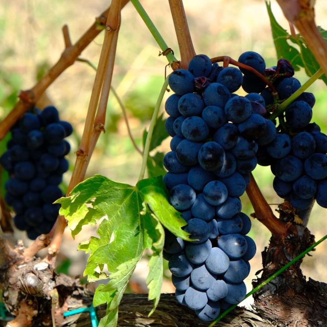 Things to do in Paphos- Paphos Wine Tasting Tours near Ithaki House