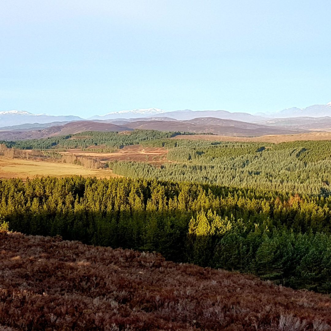 Abriachan Forest from Carn na Leitire