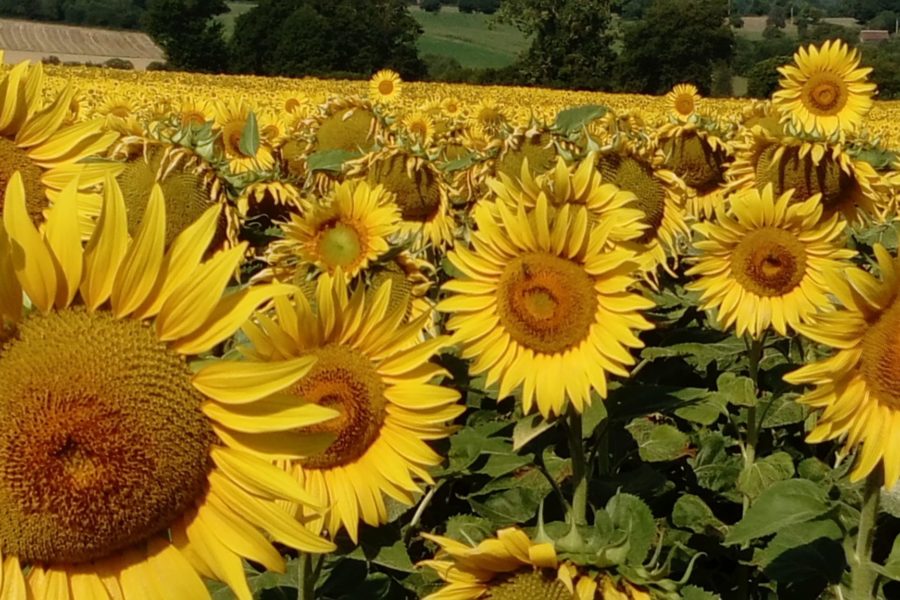 Nearby Sunflower fields