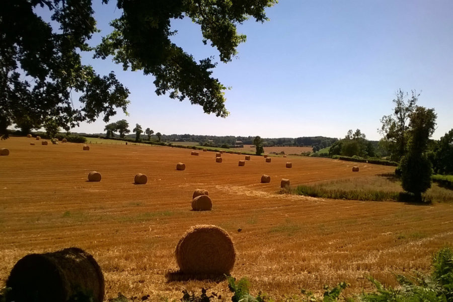 Summer Harvest in Vijon