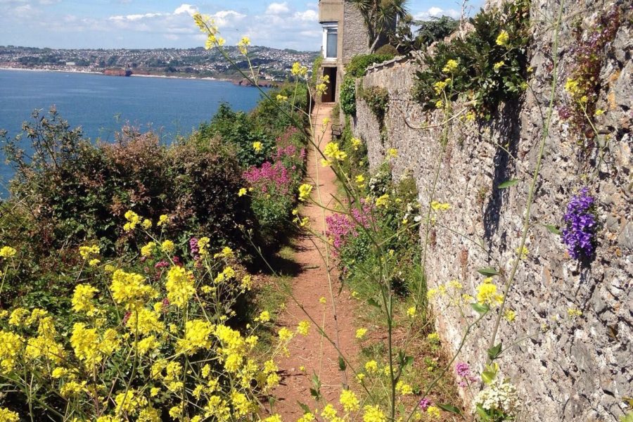 Spring flowers on the South West Coast Path